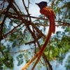 Lejskovec nadherny - Terpsiphone viridis - African Paradise-Flycatcher o7762